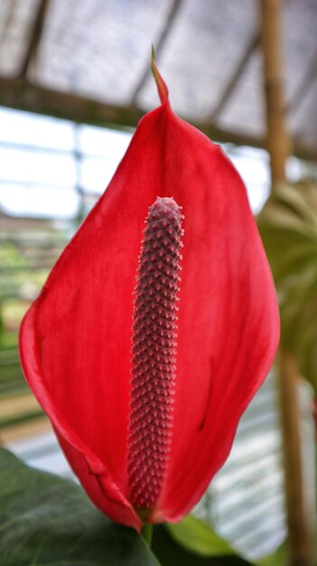 Beautiful Red anthurium flower blooming very sexy and exotic