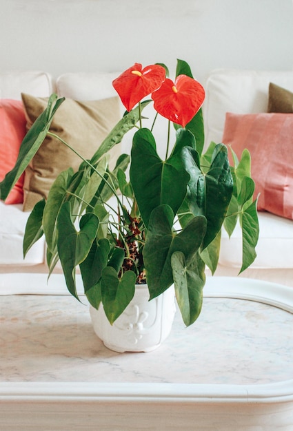 Beautiful red anthurium flower in a pot