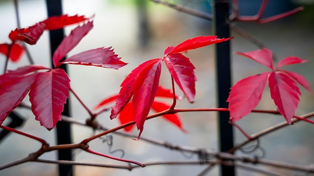 Beautiful Red autumn leaves on the fence of the park