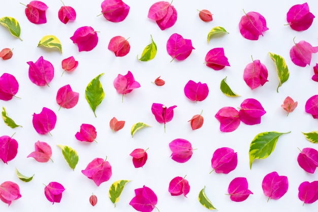 Beautiful red bougainvillea flower on white 