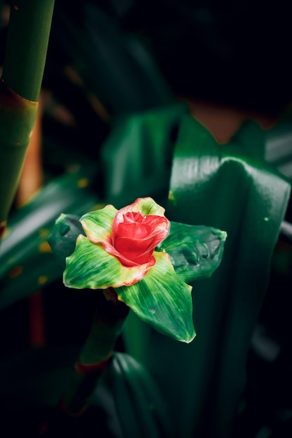 Beautiful red bud on a green background