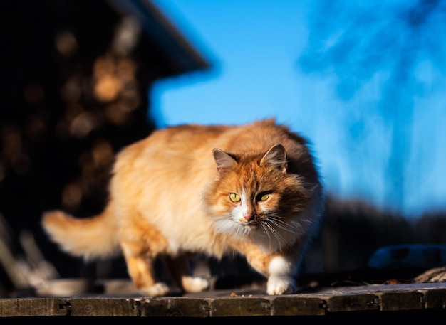 Beautiful red cat outside