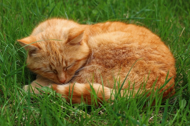 Beautiful red cat sleeping in the grass.