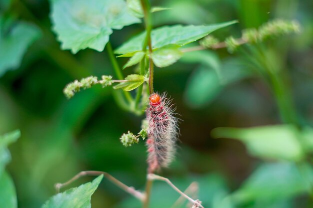 beautiful red caterpillar clinging to the leaves premium photo