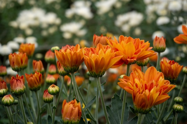 beautiful red Chrysanthemum flower in garden 