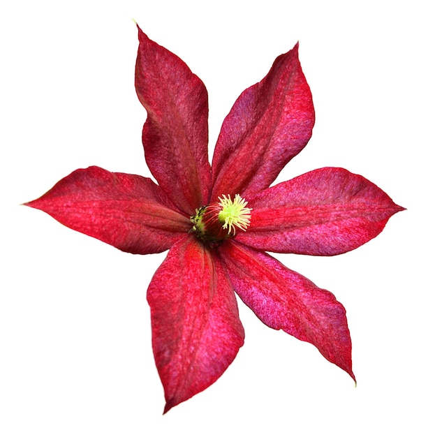 Beautiful red clematis flower isolated on white background Floral pattern object Flat lay top view