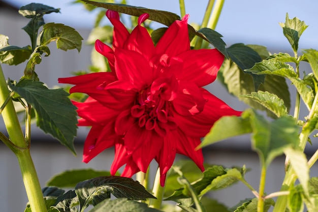 A beautiful red Dahlia flower Blooms in the sun