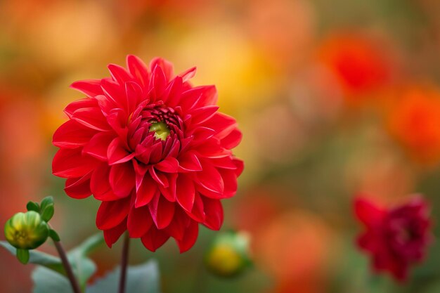 Beautiful red dahlia flower in the garden with blurred background