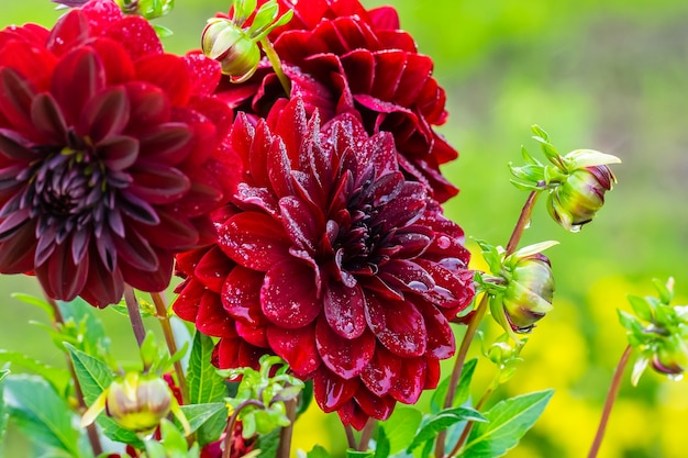 Beautiful red dahlias bloom in the garden after the rain.