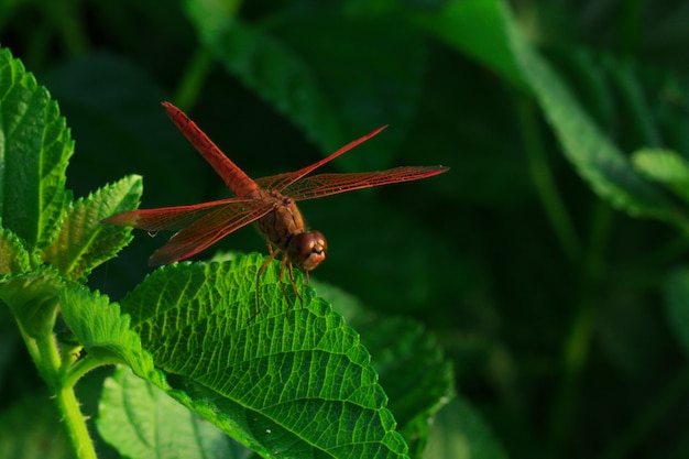 Beautiful red dragonfly show wings detail on a green leaf as natural background on sunshine day. Insect animal in nature. Closeup red dragonfly. Water quality indicator. Memorial concept. Save world.