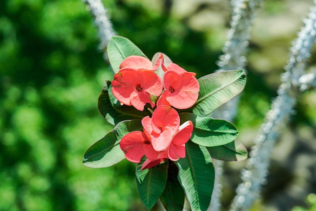 beautiful red euphorbia flowers nature background premium photo