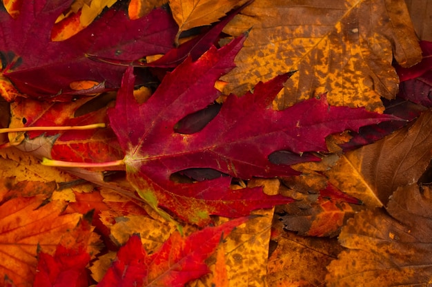 Beautiful red fall leaves View from above Autumn background The basis for the postcard