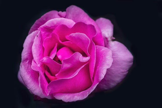 Beautiful red flower on black background