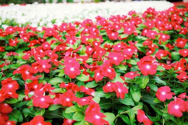 Beautiful of red flower in garden