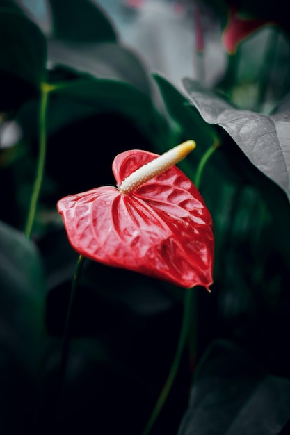 Beautiful red flower on a green background Anthurium Rare