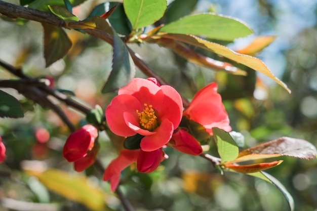 A beautiful red flower on a tree branch in spring