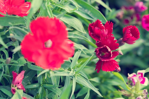 Beautiful red flower with green leaves