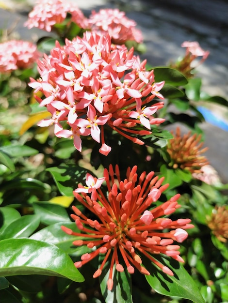 Beautiful red flowers blooming