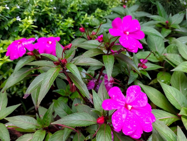 Photo beautiful red flowers and buds of impatiens walleriana and their green leaves background