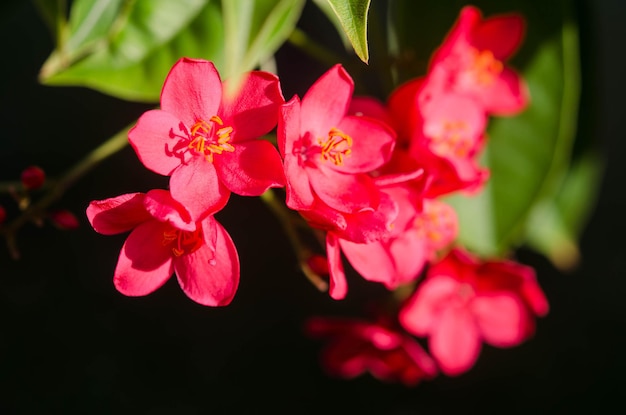 Beautiful red flowers on nature background Spring time