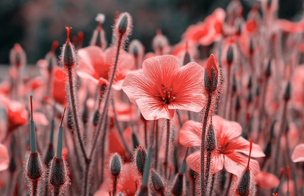 Beautiful red flowers in spring nature soft focus Magic colorful artistic image tenderness of nature spring floral wallpaper