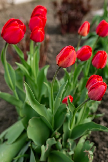 Beautiful red flowers tulips Spring summer beauty nature