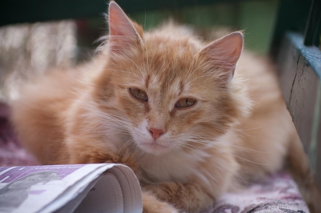 Beautiful red fluffy cat sits on a bench