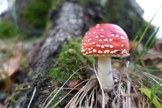 Beautiful red, fly agaric mushroom