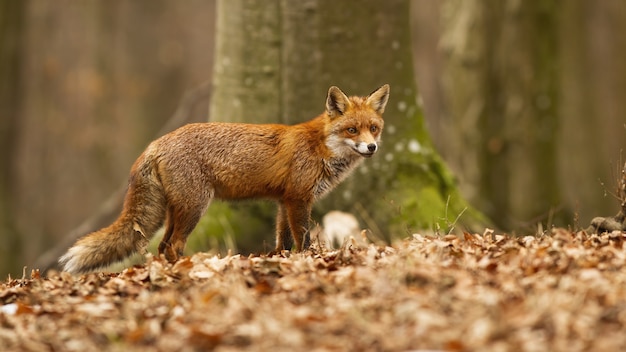 Beautiful red fox with fluffy fur posing in the dry foliage in beech forest