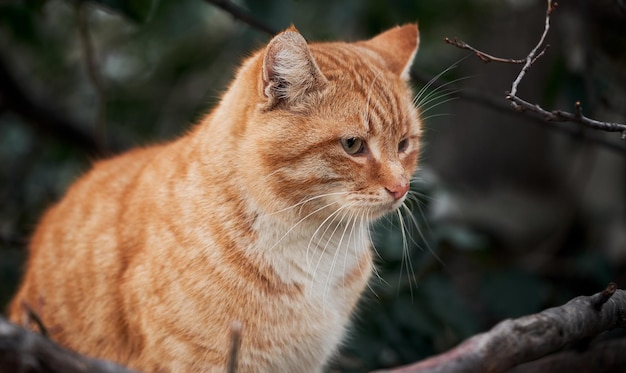 Beautiful red haired young kitten sits and poses in nature Portrait of lonely red striped street cat