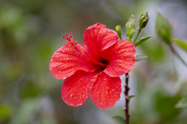 Beautiful red hibiscus flower