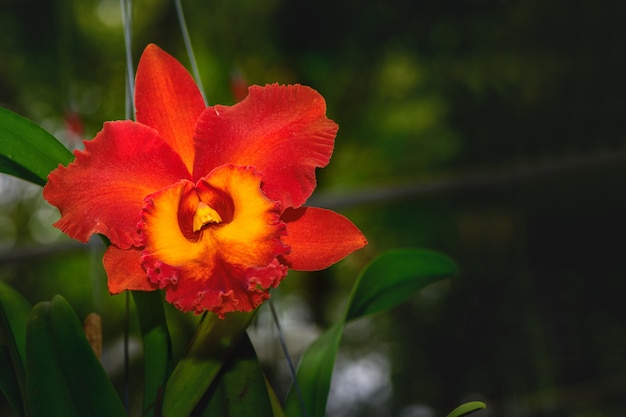 Beautiful red hybrid Cattleya flower orchid 