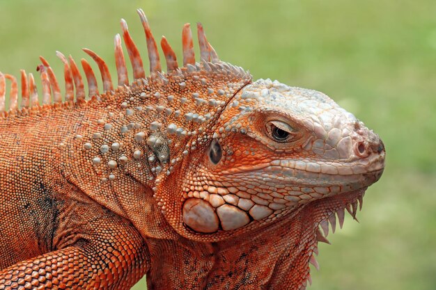 Beautiful red iguana closeup head on natural background