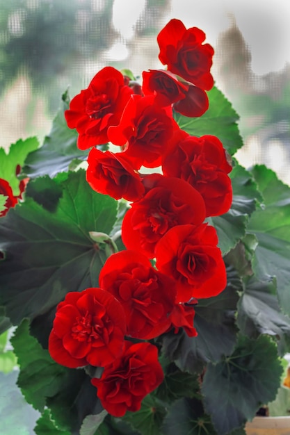 Beautiful red indoor begonia flowers on the window