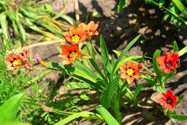 Beautiful red Ixia flowers fresh on a morning green background. Soft blue and green background, space for text, texture. Nature, easter