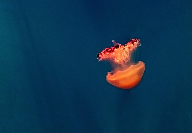 Beautiful red jellyfish swim alone closeup Oceanarium aquarium High quality photo