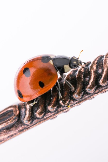 Beautiful red ladybug walking around objects