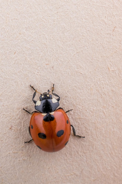 Beautiful red ladybug walking on a book page