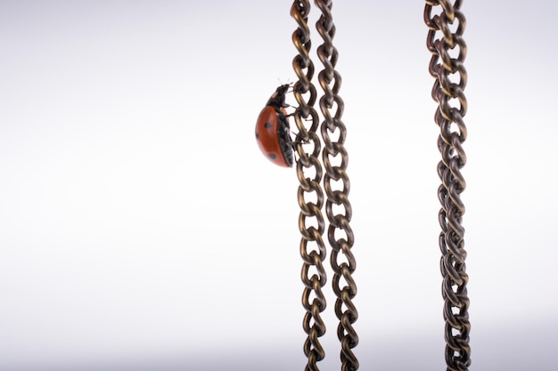 Beautiful red ladybug walking on a chain