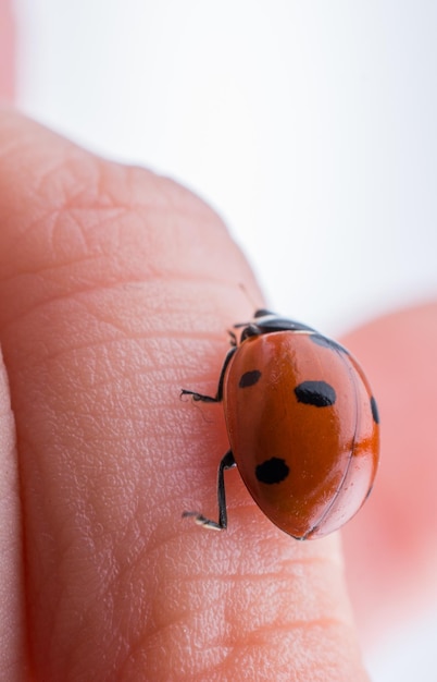 Beautiful red ladybug walking on a hand