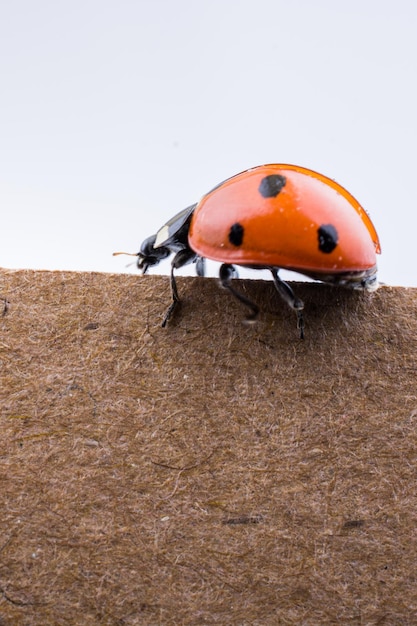 Beautiful red ladybug walking on paper