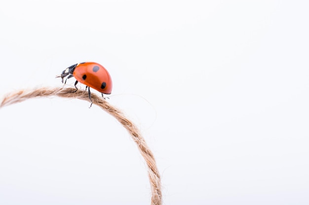 Beautiful red ladybug walking on a thread