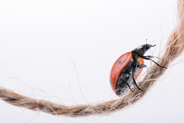 Beautiful red ladybug walking on a thread