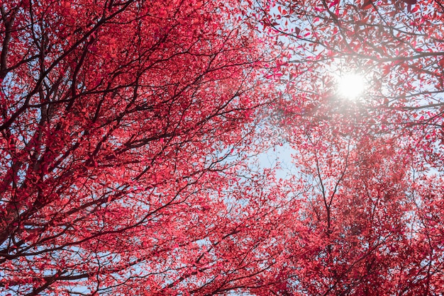 Beautiful red leaves on tree and sun light 