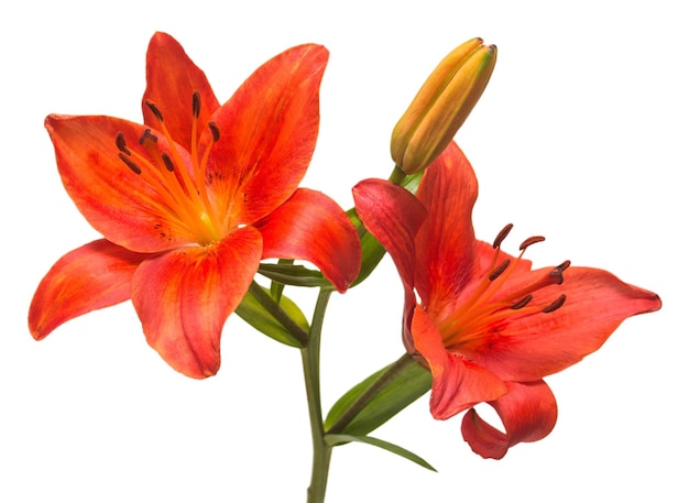 Beautiful red lily flower isolated on white background