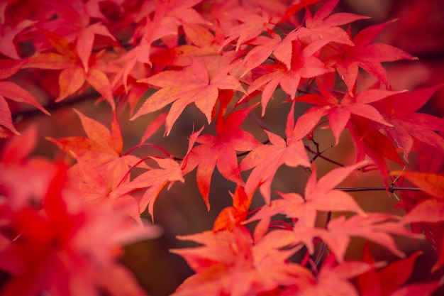 Beautiful red maple leaves in autumn, beautiful autumn leave background