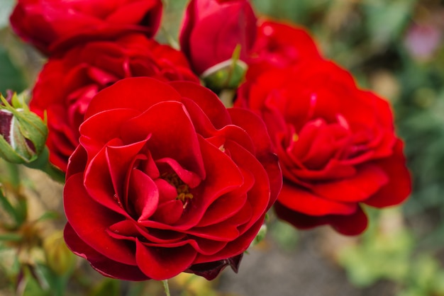 Beautiful red mini roses grow in the garden in summer