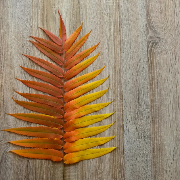 Beautiful red orange carved on a wooden background Place for an inscription Autumn background