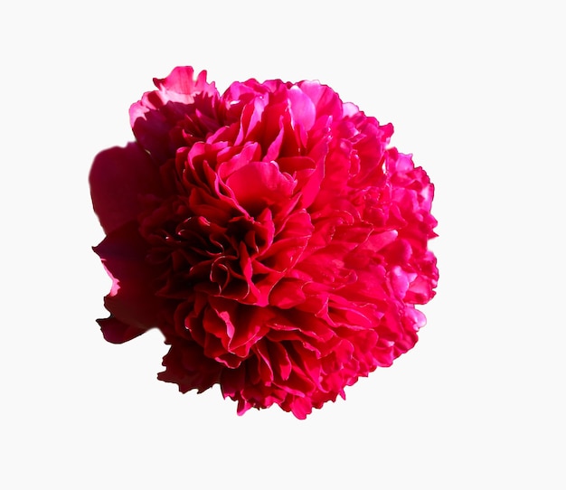 beautiful red peony isolated on a white background