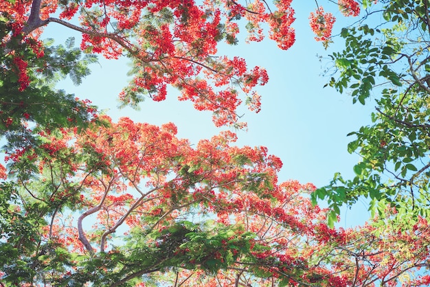 Beautiful red and pink flowering trees. summer time.